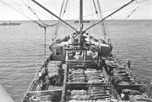 Loading Cattle
