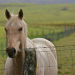 Permalink to Hawaii Horse Expo 2017 – SOLD OUT – There will be no Farmers Market on Saturday, Sept 9, due to the Expo.