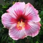 Permalink to Kamuela Farmers Market ‘Spring Planting Festival’, Saturday, March 19 at the Paniolo Heritage Center at Pukalani Stables!