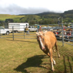 Permalink to HAWAII HORSE EXPO, August 6th and 7th, at the Paniolo Heritage Center at Pukalani Stables!